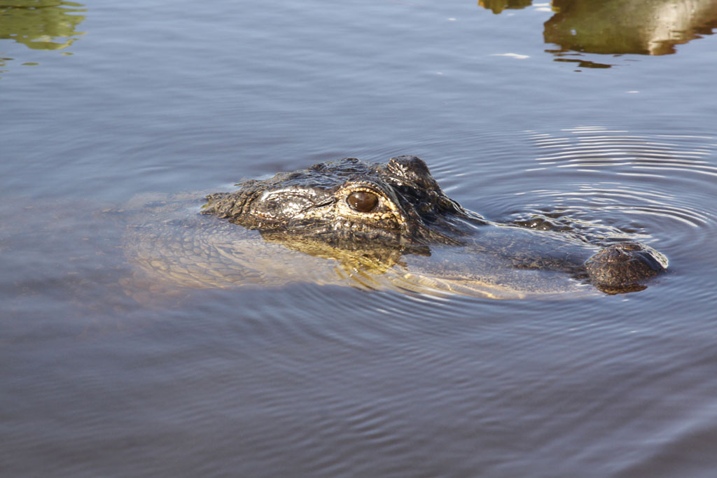 Alligator in den Everglades