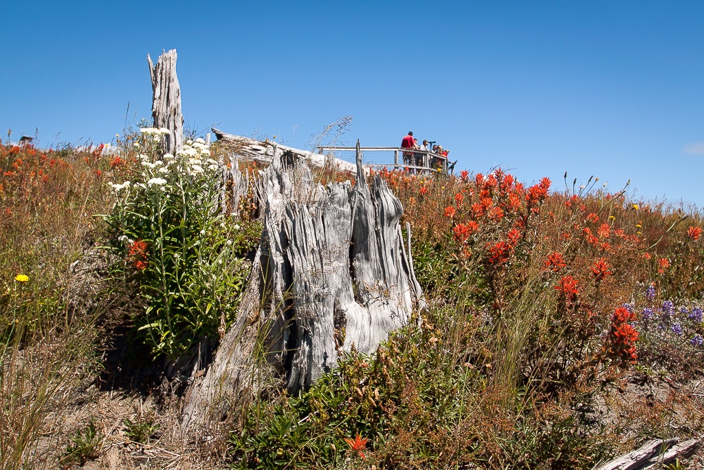 Die Reste des einst dichten Waldes...