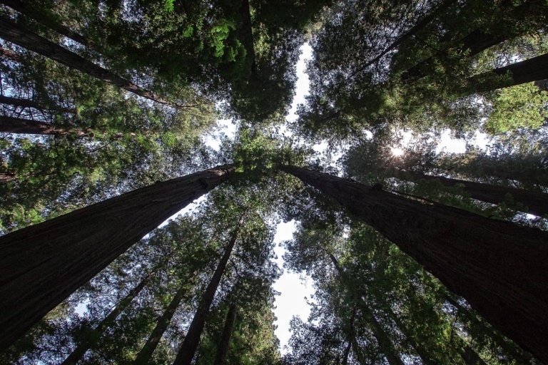 Redwood National Park
