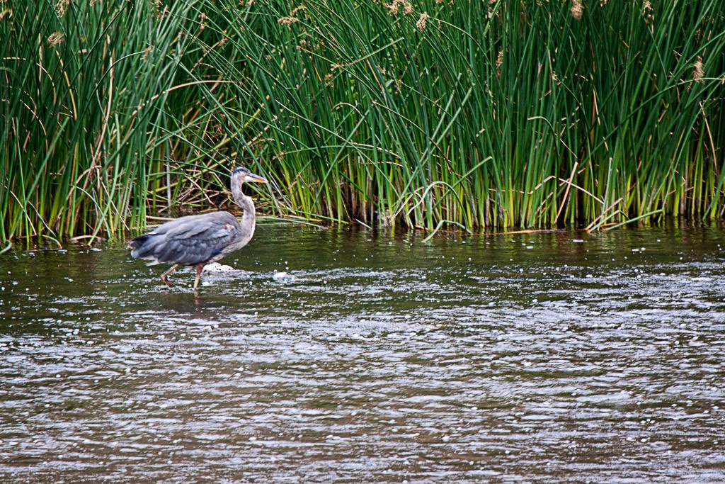 Reiher im Smith Rock State Park